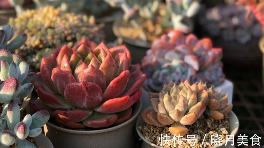 你的多肉不生根,服盆期焦虑,这样处理轻松生根服盆