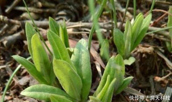 中薪|农村田地里野菜，个个都是良药，农村人视而不见，城里人抢着吃