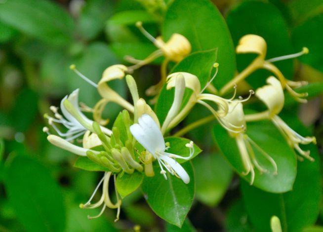 4种花超漂亮的，养家里花朵一茬又一茬，好养易活