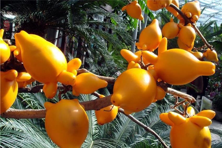 盘点小众年宵花,这6种很少有人知道,你家里养过吗?