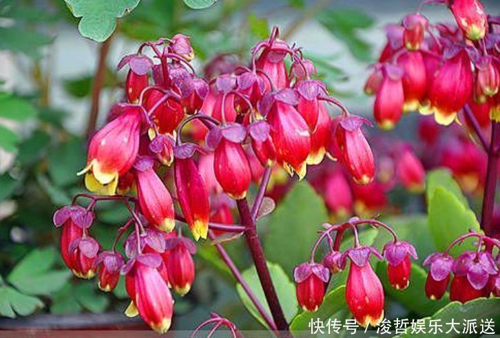 叶翠绿|4种花卉,开花喜庆又好养,适合新手养,满屋飘香