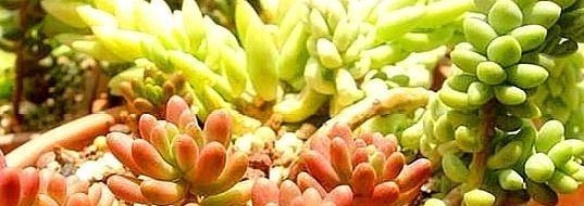 多肉虹之玉养护“3妙招”，绿似翡翠，红如玛瑙，有光泽