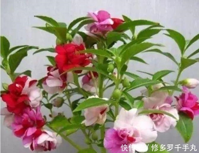 3种花花朵硕大、花期长，比牡丹还美，比吊兰好养，你养了吗