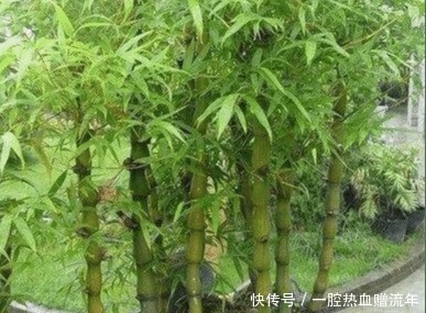 小叶紫檀|有钱人家里必养的3种树家有招财树，想不发财都难了！