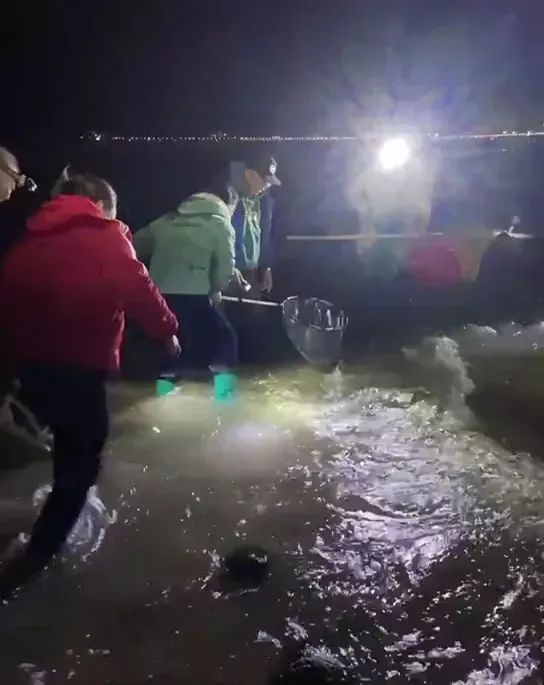 海肠捞饭|密密麻麻，满地都是！烟台人连夜打灯拿麻袋捞海肠！怎么吃？真不用愁…