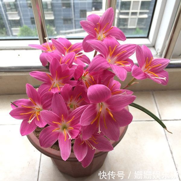 花卉|喜欢在家养护花卉,就选3种花卉,花色艳丽,花期长,开花量繁多