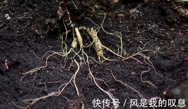 野山参|宽甸发现“人参王”,挖了两天才挖出来,专家很