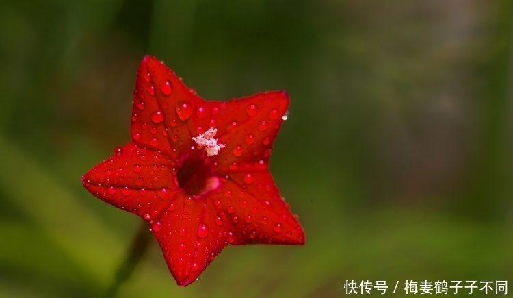 最适合新手养的花，沾土就能活，花开枝繁叶茂，美极了