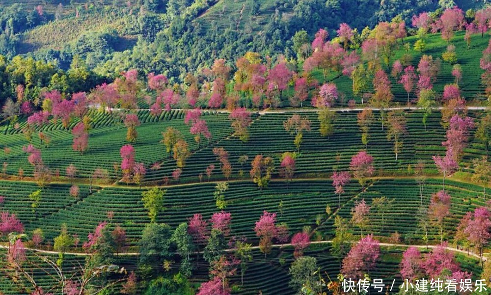 樱花|冬天看樱花？这是真实存在的吗？