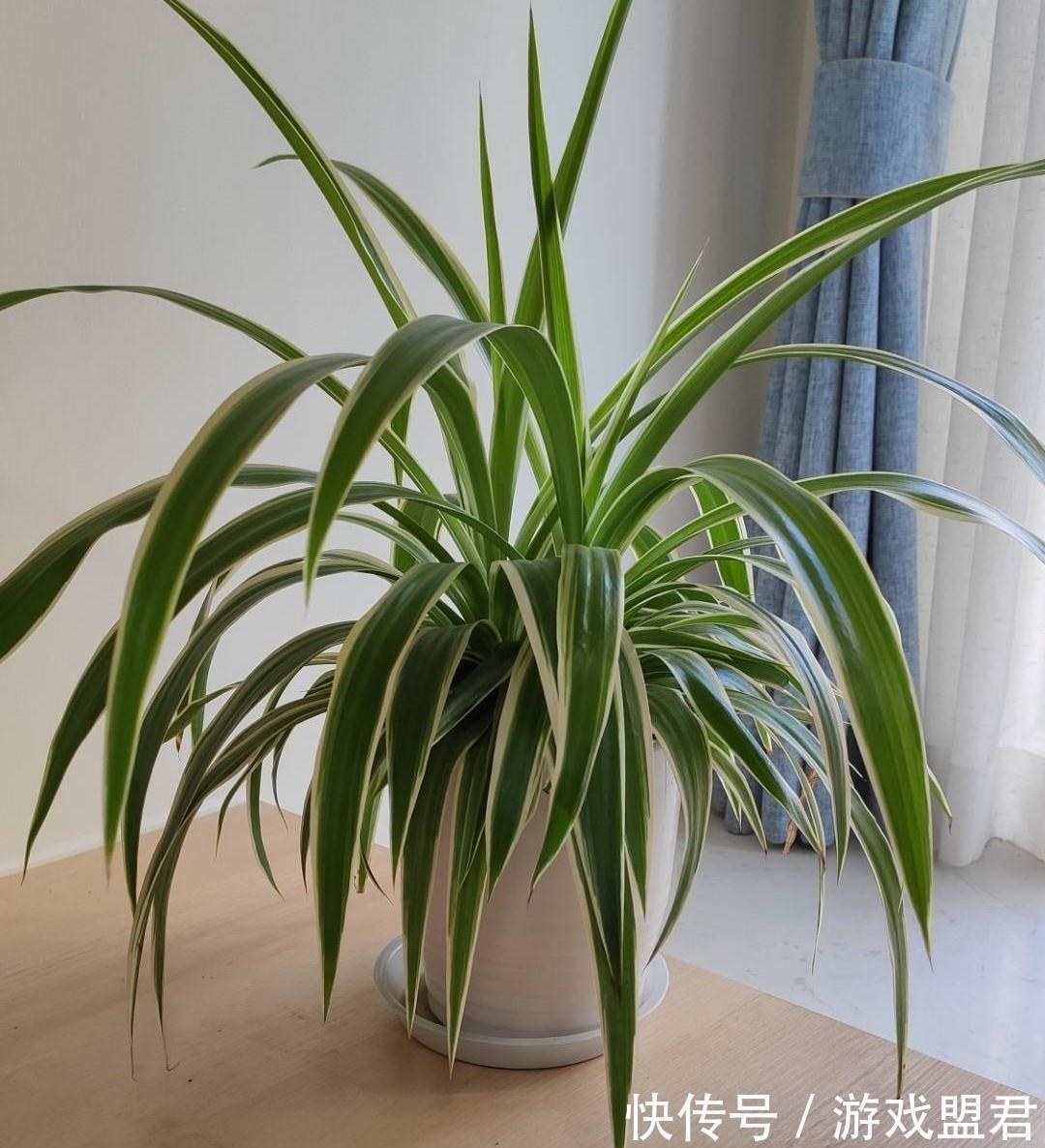 养好吊兰,3个方面不能少,郁郁葱葱、小吊兰很多、能开花