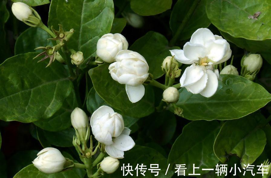 水质|这些南方花卉在北方不易生长,养个一两年,植株就逐渐枯萎