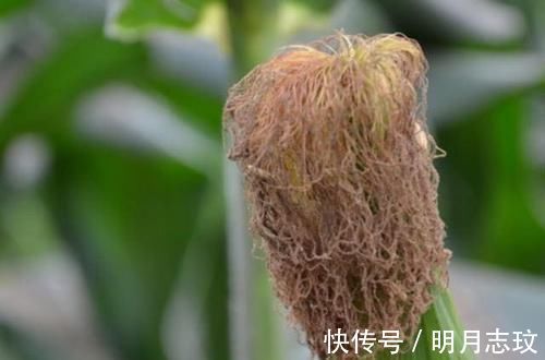 高血压患者|高血压的“天敌”出现了,春节期间多吃点,让血压“稳如泰山”