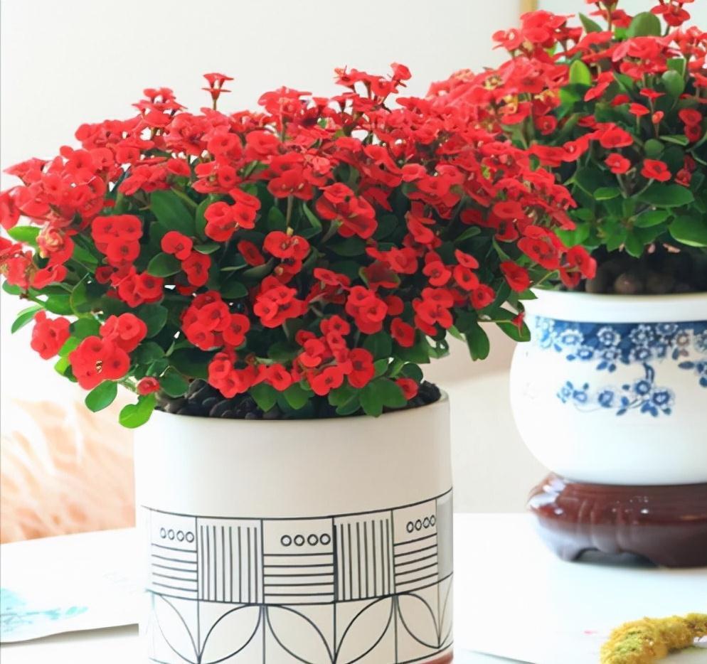 四种皮实花，观赏价值高，还寓意吉祥，能净化空气，值得拥有