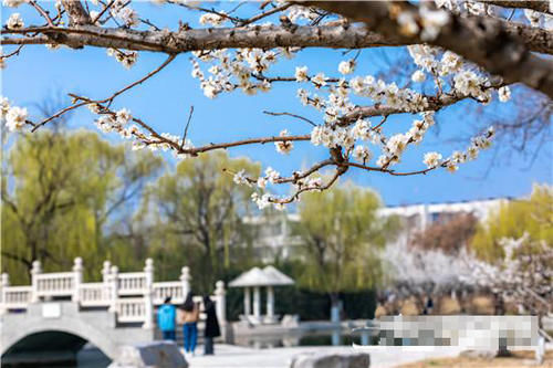 淄博最好的大学，山东理工大学春暖花开，大学风景可以如此美丽