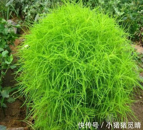 地肤子|河边的1种“绿草球”，人称“扫帚苗”，作用大，见到请珍惜