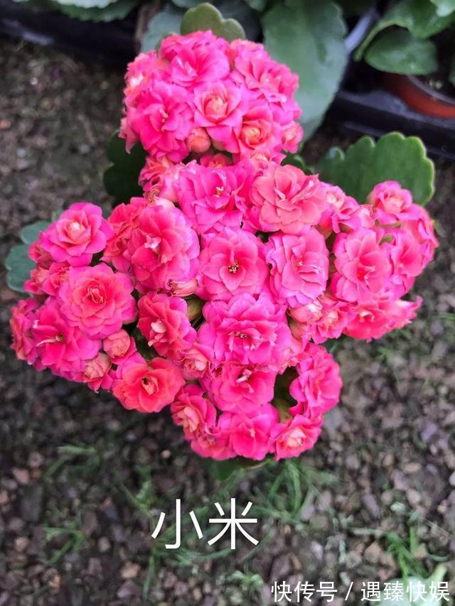 长寿花17个品种，个个都是爆花机器，谁见了都夸！