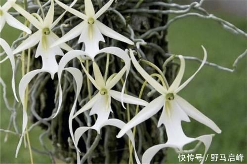 兰花|喜马拉雅山发现的价值1500万的兰花?这兰花凭什么这么贵?
