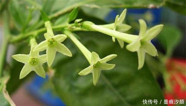 春天买花8种“疾病花”别买回家,客厅卧室“不能养”,别忽视!