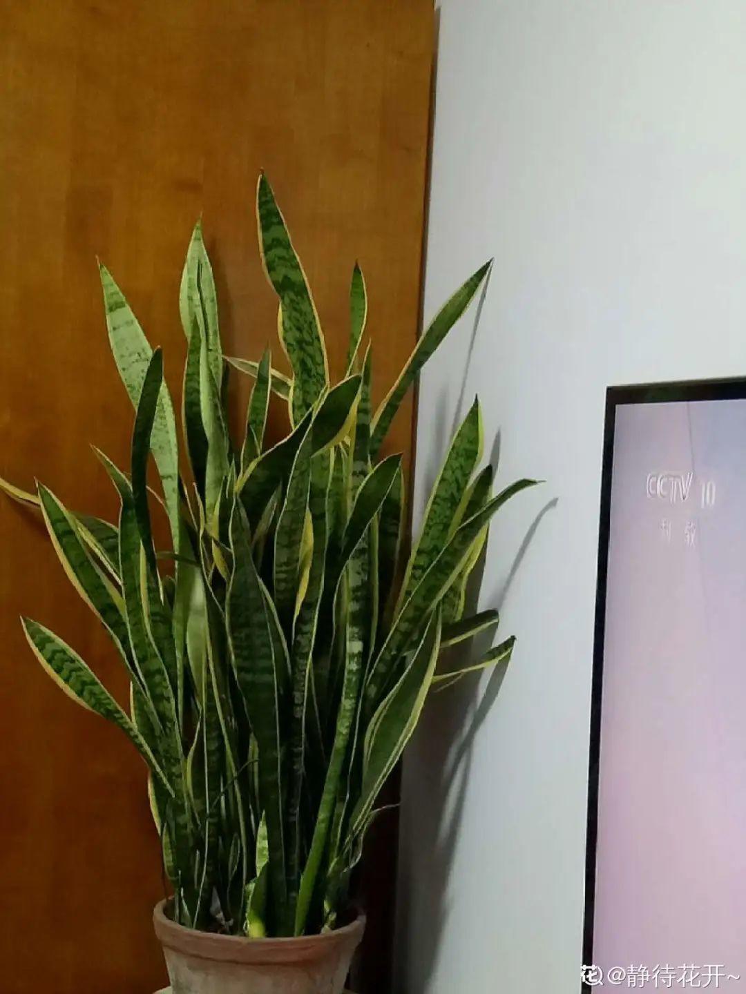 鸭掌木|15种大型绿植,净化空气除异味,摆客厅太气派!