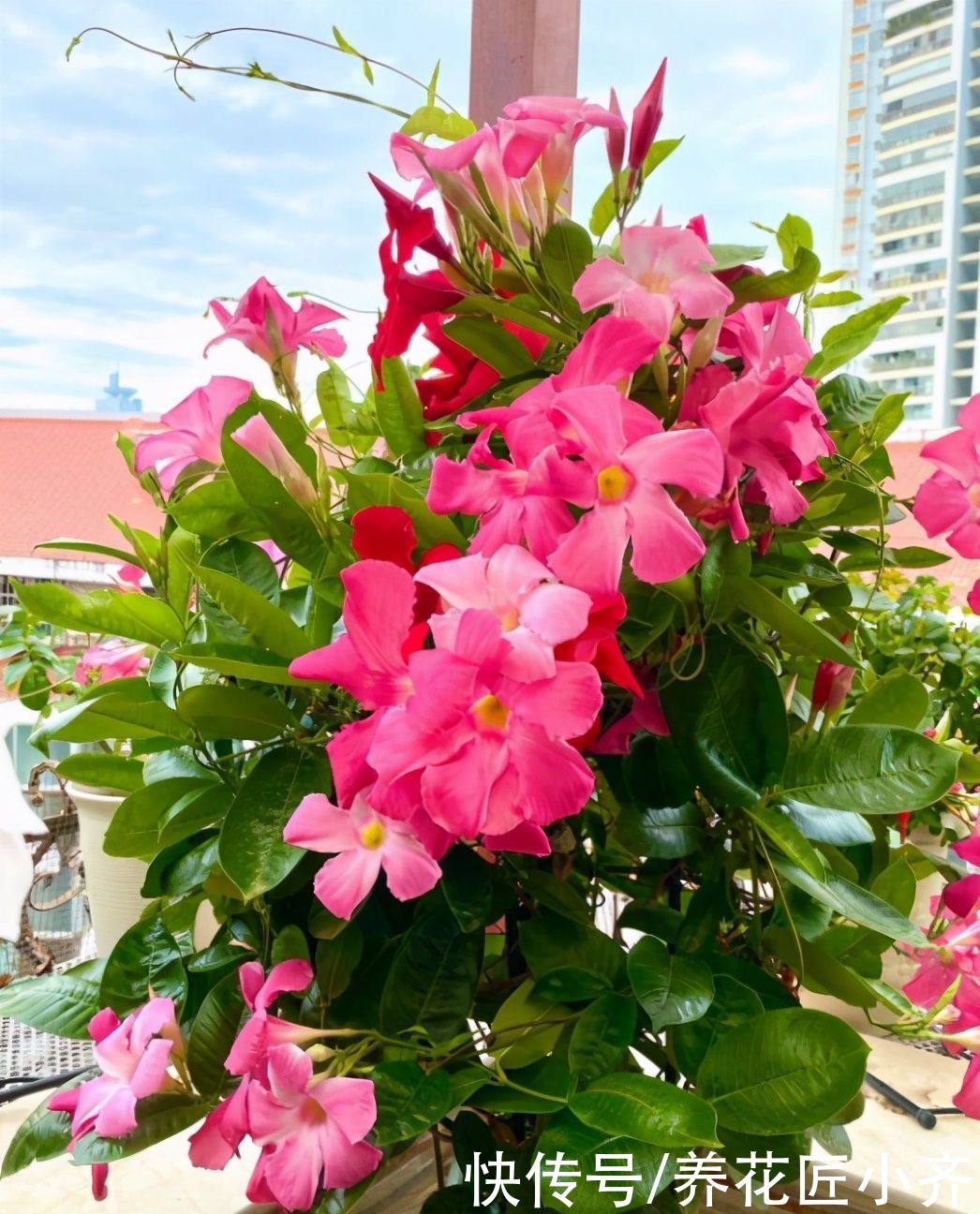 浇水|夏天施肥别盲目，掌握好4点，才能促进生长，用错了会烧根