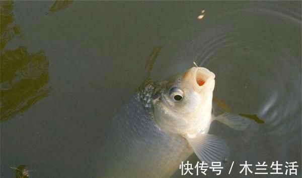 实战|初冬钓鲫鱼,不是钓得越远越好,实战告诉你,使用短竿也能连竿!