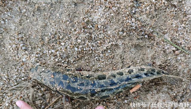 老乡|广东汕头水库黑鱼泛滥,附近老乡有人开车载鱼上岸