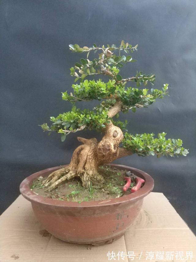 树皮|树桩盆景怎么提升价值试试促老催古,看上去古老苍劲