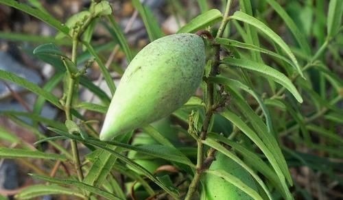 食物|想长寿全靠吃,3种食物不可少,排毒养颜,提高免疫力!