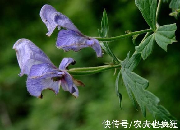 乌头|5种植物在农村常见，却全都含“剧毒”，居然有人食用，要警惕