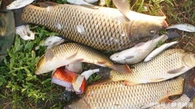 桦尖|老钓手果然有所隐瞒,鲤鱼越大越喜欢“藏”在这3个地方,莫透露