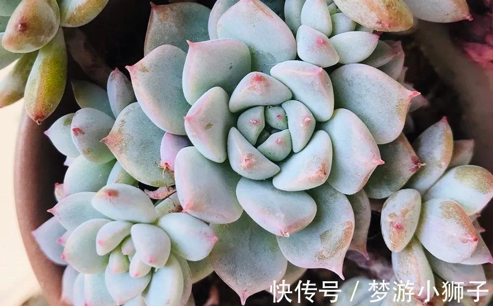 多肉冬天休眠状态不好，只要保证这两点，反而可能更美艳