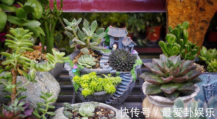 症状|多肉烂根会出现什么症状,该如何早点发现处理?