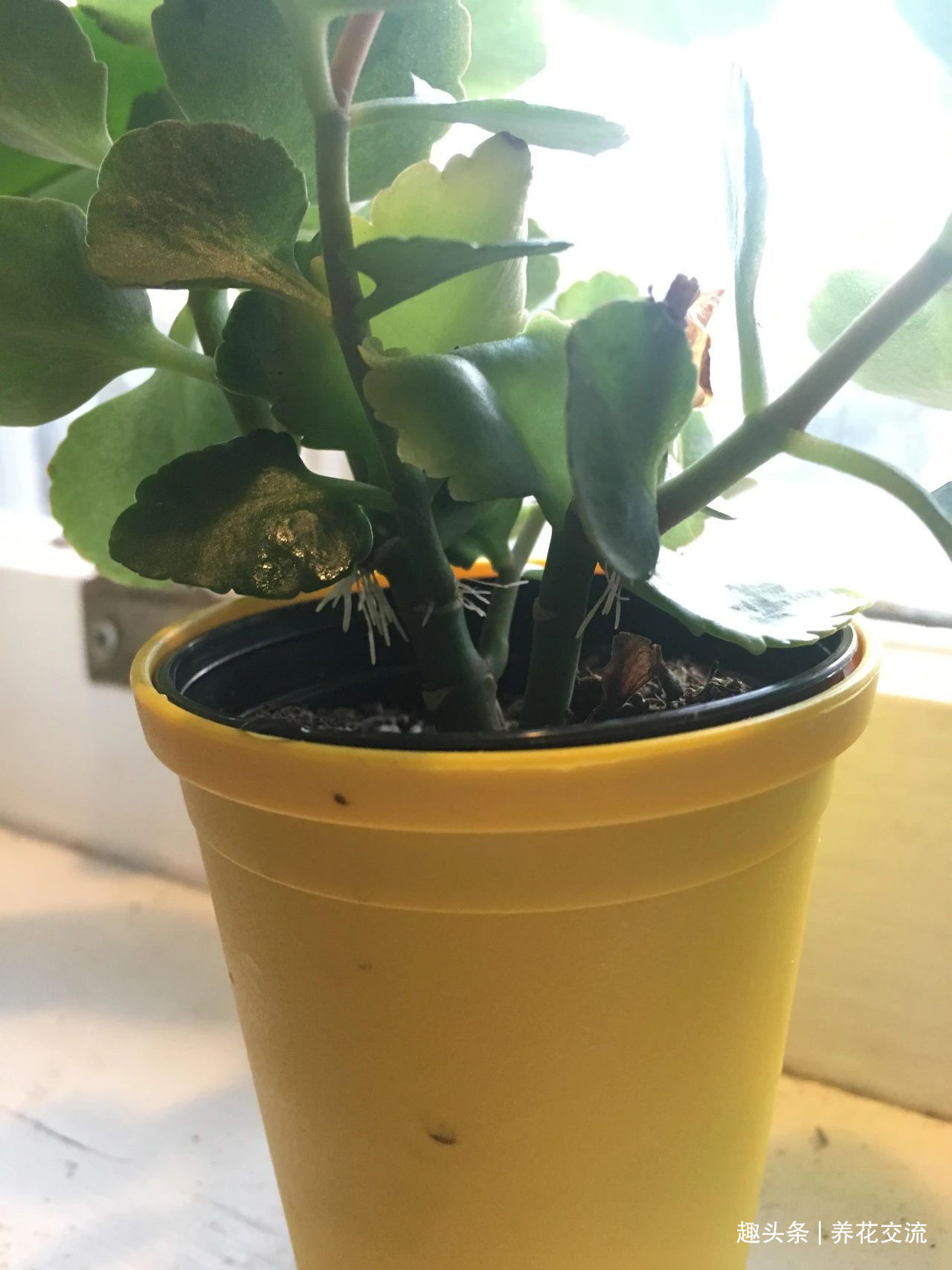 缓释肥|室内盆栽长寿花开花指南,光照比肥料还重要,想要复花要学会修剪