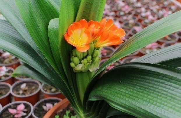 媳妇一不在意打翻养殖10年君子兰,根部肉虫让全家看的一激灵