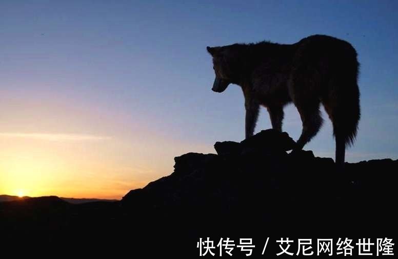 这部书|《狼图腾》看似写狼,其实背后折射的生态和历史才是这部书的精髓