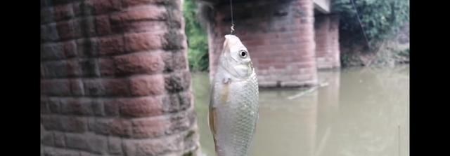 鱼钩|野钓时时有惊喜,闷杆钓居然上奇货,惊喜惊喜