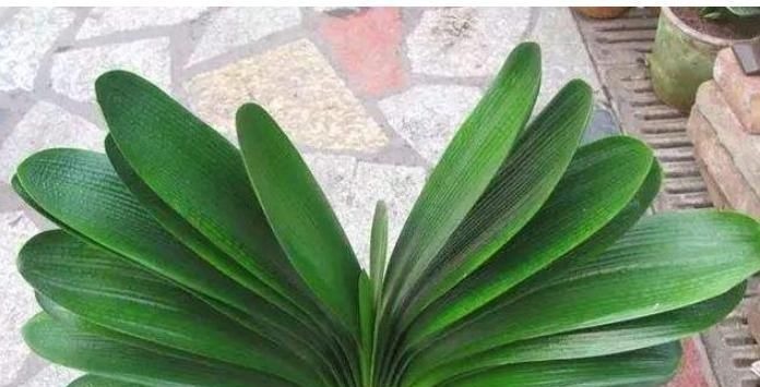 养君子兰，用上这“2种肥”，比什么淘米水、黄豆水强“100倍”