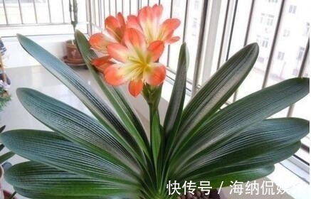 叶片|九月开始养君子兰，选对土壤再换盆，用1种肥，养成“大白菜”