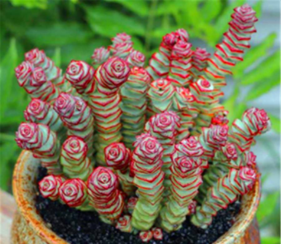 爆盆|喜欢爆盆的肉友,不妨选择这3款多肉,颜色绚丽长得快