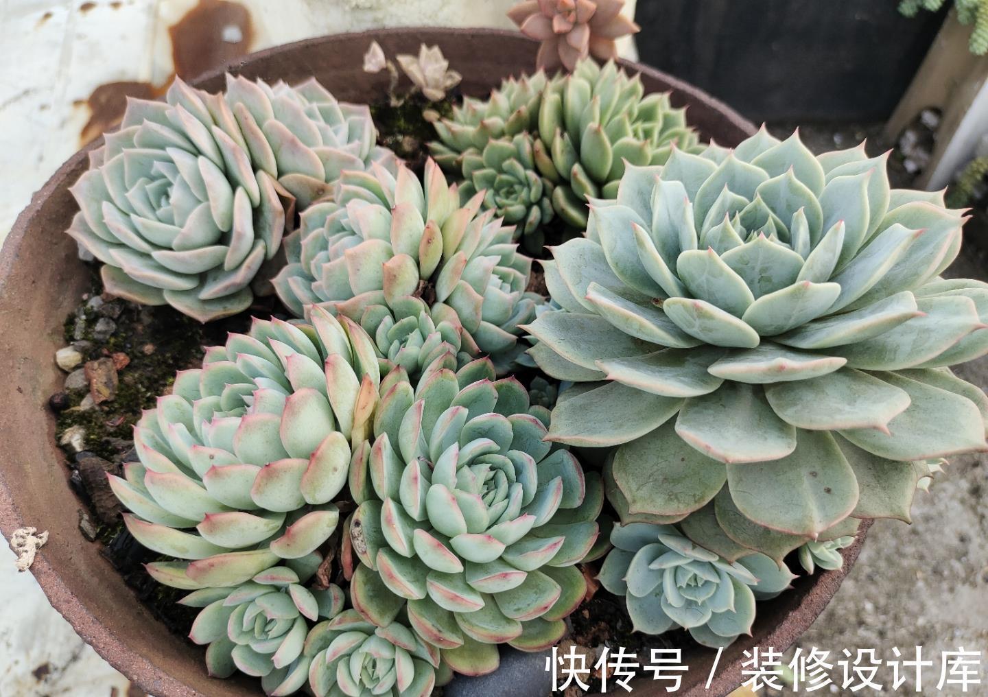 咕噜|这“三多肉”不怕热，三伏天正常“补水施肥”，咕噜冒崽挤满盆