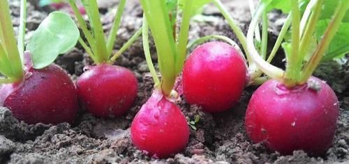 皮肤|女性想要皮肤好,坚持吃三种食物,延缓衰老,补血养气,好处多多