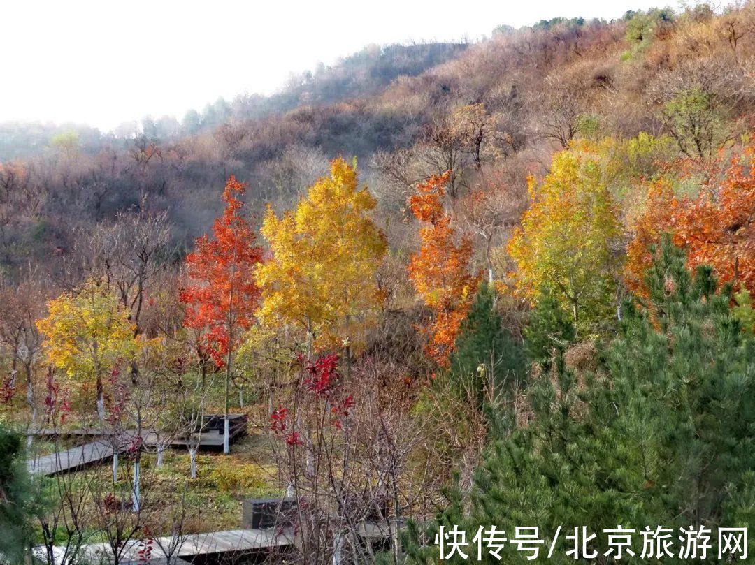 望京楼|秀色满山，疏木绿黄，来百望山感受流年暗换的初冬雅趣吧