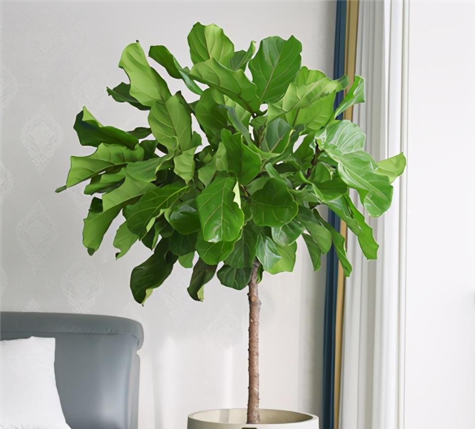 1种花,耐阴好打理,从春天开到秋天,光线不足也开花