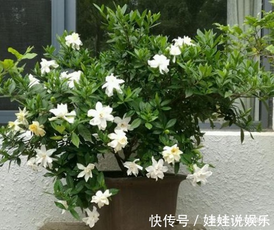 想要养好栀子花，必须按照它喜好来，记住这几点盆盆爆满盆