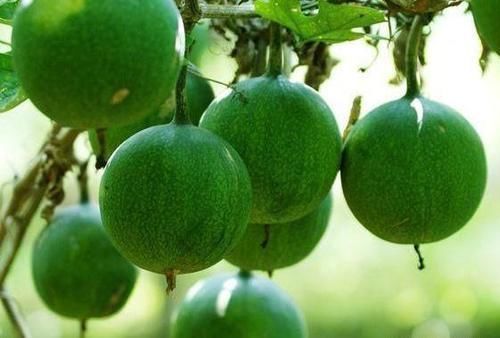 缓解|立秋后不想上火,多吃三食物,缓解便秘,排毒消脂,促进睡眠质量