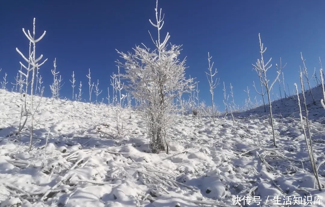 景区|白雪、雾凇、树挂、冰晶、云海……你期望的，巴山大峡谷景区都有！