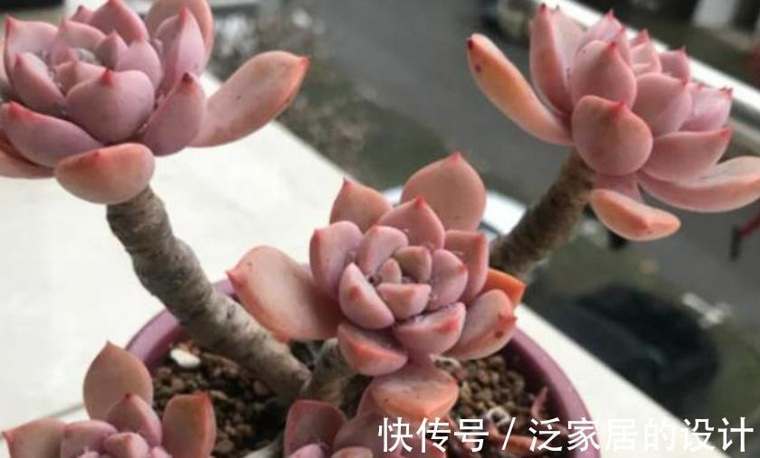 群生|养多肉普货冬美人,了解掌握4个要点,轻松养成群生小老桩