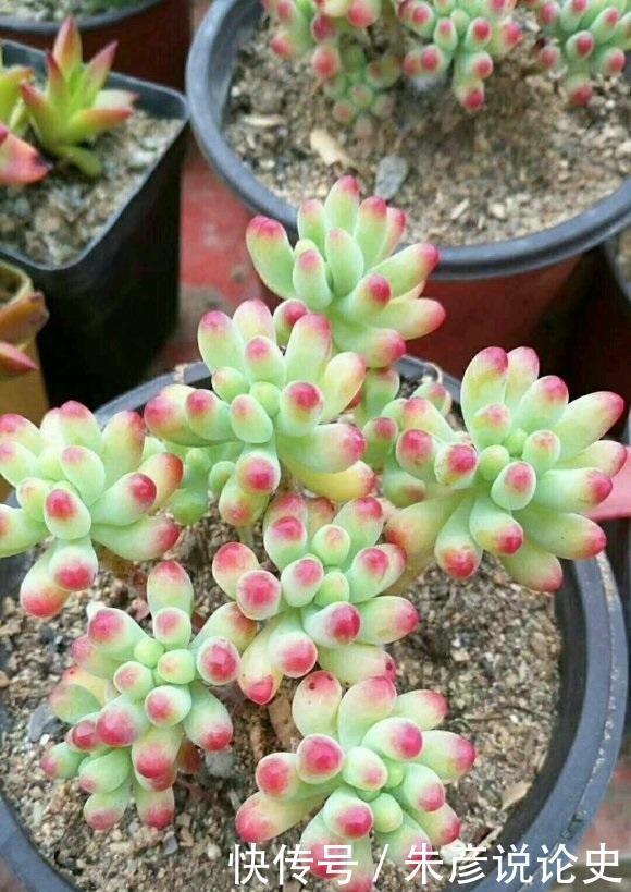 多肉换个名字,价格翻了3倍,2种人最容易吃大亏,学着机灵点
