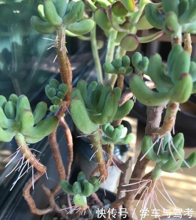 多肉长气根,这是“求救信号”,2个原因导致,最好赶紧剪掉!