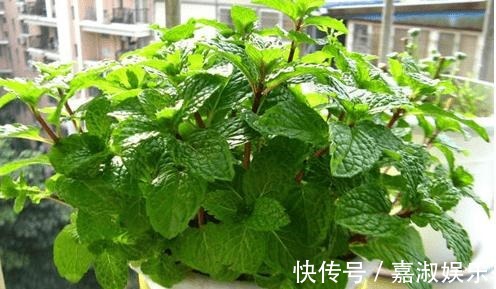 爆盆|让铜钱草“爆盆”很简单，记住3个字剪、肥、水，叶子挤满盆